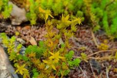 Scharfer Mauerpfeffer (Sedum acre)