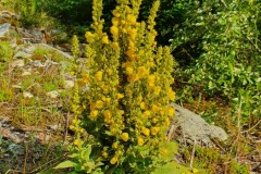 Großblütige Königskerze (Verbascum densiflorum)