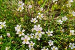 Steinbrech-Felsennelke (Petrorhagia saxifraga)