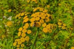 Rainfarn (Tanacetum vulgare)