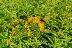 Riesen-Goldrute (Solidago gigantea)