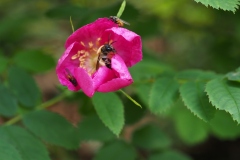 Lappländische Sandbiene