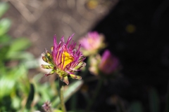 Alpen-Aster