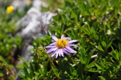 Alpen-Aster