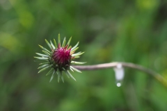 Alpen-Distel