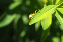 Kürbisspinne