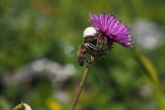 Veränderliche Krabbenspinne