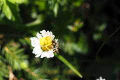 Veränderliche Krabbenspinne