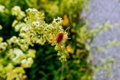 Eine Spinne mit Milben am Rücken