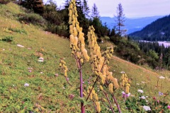 Wolfs-Eisenhut (Aconitum lycoctonum)