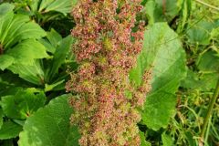 Gebirgs-Sauerampfer (Rumex alpestris)