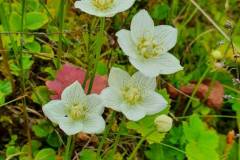 Sumpf-Herzblatt (Parnassia palustris)