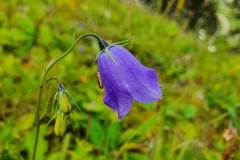 Eine Glockenblume (Campanula sp.)