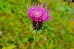 Alpen-Distel (Carduus defloratus)