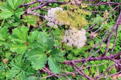 Meisterwurz (Peucedanum ostruthium)