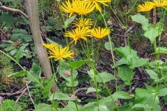 Österreichische Gämswurz (Doronicum austriacum)