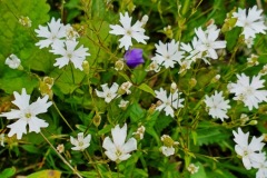 Alpen-Leimkraut (Heliosperma alpestre)