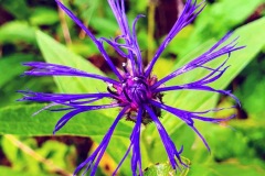 Berg-Flockenblume (Centaurea montana)