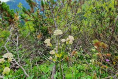 Große Sterndolde (Astrantia major)