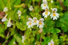 Gewöhnlicher Augentrost (Euphrasia officinalis)