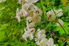 Taubenkropf-Leimkraut (Silene vulgaris)