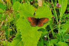 Kleiner Mohrenfalter (Erebia melampus)