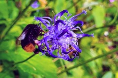 Steinhummel auf kugeliger Teufelskralle