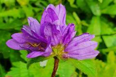 Knäuel-Glockenblume (Campanula glomerata)