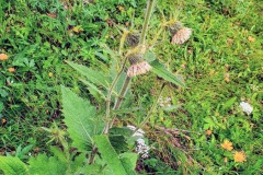 Kleb-Kratzdistel (Cirsium erisithales)
