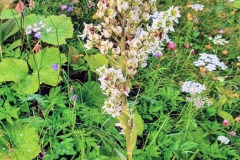 Weißer Germer (Veratrum album)