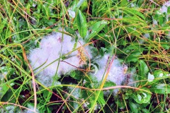 Samenstände der seidenhaarigen Weide (Salix glauca)