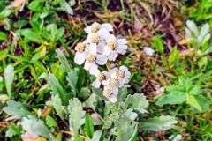 Bittere Schafgarbe (Achillea clavennae)