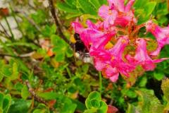 Bewimperte Alpenrose (Rhododendron hirsutum)