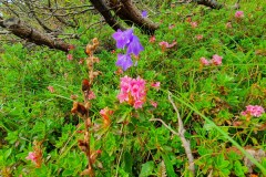 Bewimperte Alpenrose, Glockenblume und ein vertrocknetes Knabenkraut