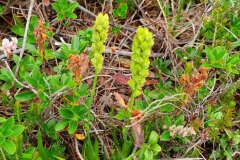 Gewöhnliche Simsenlilie (Tofieldia calyculata)