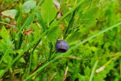 Heidelbeere (Vaccinium myrtillus)