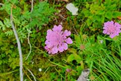 Witwenblume (Knautia sp.)