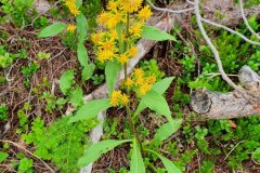 Gewöhnliche Goldrute (Solidago virgaurea)