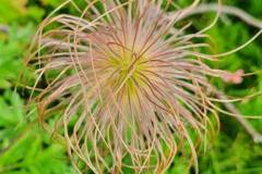 Samenstand der Alpen-Küchenschelle (Pulsatilla alpina