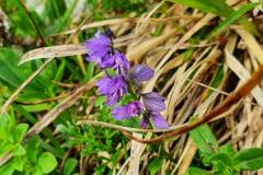 Bitteres Kreuzblümchen (Polygala amara)