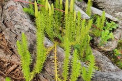 Sprossender Bärlapp (Lycopodium annotinum)