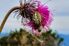 Spinne auf Bergdistel