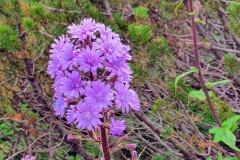 Alpen-Milchlattich (Cicerbita alpina)