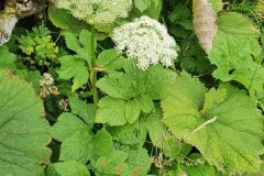 Meisterwurz (Peucedanum ostruthium)