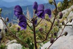 Blauer Eisenhut (Aconitum napellus)