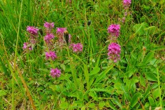 Quirlblättrige Läusekraut (Pedicularis verticillata)