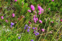 Alpendistel, Glockenblumen und Latschen