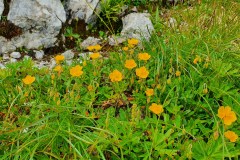 Alpen-Sonnenröschen (Helianthemum alpestre)