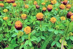 Braun-Klee (Trifolium badium)