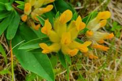 Wundklee (Anthyllis vulneraria)